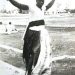 Lutte : Abdourahmane Ndiaye «Falang» (1912-2005), la légende de Diender
