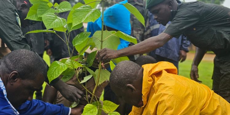 Sédhiou célèbre la Journée internationale de l’Arbre sous une pluie battante