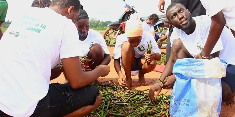 Sédhiou : La Génération Verte mobilise les jeunes pour restaurer les mangroves et reverdir la ville
